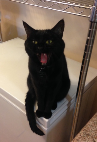 Opal hits publish ("MIAOW," she says). [Same kitty, same freezer, but now she has her mouth wide open. She's yawning, but it looks like yelling.]