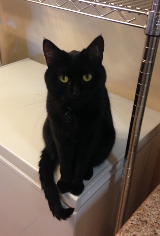 Opal considers her next blog post. [A black kitty sits on a chest freezer, staring accusingly at the camera]