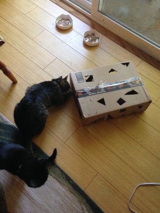 The cats checking out their new enrichment device